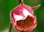 Water Avens