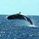 Whale Watching in the Bay of Biscay for two