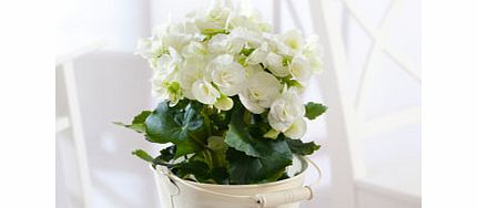 Unbranded White Begonia in Zinc
