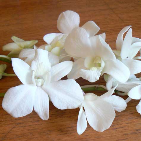 Unbranded White Long Stem Orchids