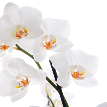 Unbranded White Orchid Delight - flowers