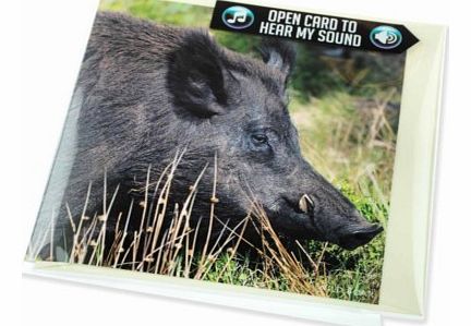 Wild Boar Greeting Card with SoundThis lovely greetings card features a stunning image of a wild boar on the front, photographed by Charles Sainsbury-Plaice, and on the reverse, interesting facts relating to a boar and its habbits.The best aspect of 