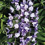 Unbranded Wisteria Floribunda Domino Plant 405511.htm