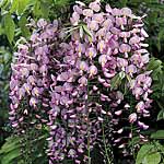 Unbranded Wisteria Floribunda Honi Beni Plant 405521.htm