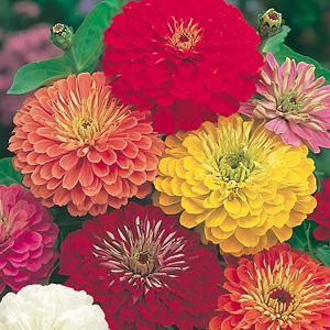 Attractive colours Very large double flowers. For beds and borders  and for cutting. Sun-loving plan