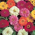 Unbranded Zinnia Short Stuff Mixed Easiplants