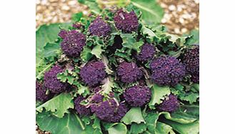 Value Vegetable Seed Collection - March-April