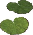 Velda Artificial Lotus Leaf Small - 36 pieces