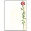 Sigel Motif Paper - Rose Bloom