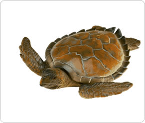 VTech Sea Turtle