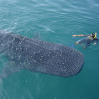 Gray Line - Mayan Riviera/Playa Del Carmen Whale