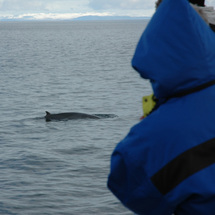 Whale Watching on Faxaflandoacute;i Bay - Adult