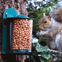 C J Wild Bird Foods Metal Squirrel Feeder 11 X