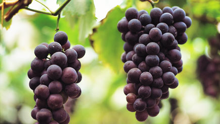 Wine Tasting Evening for Two in East London