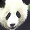 WWF adopt a panda