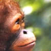 WWF adopt an orang-utan